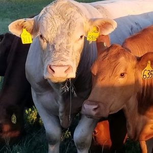 Meet your Posher, Johnna